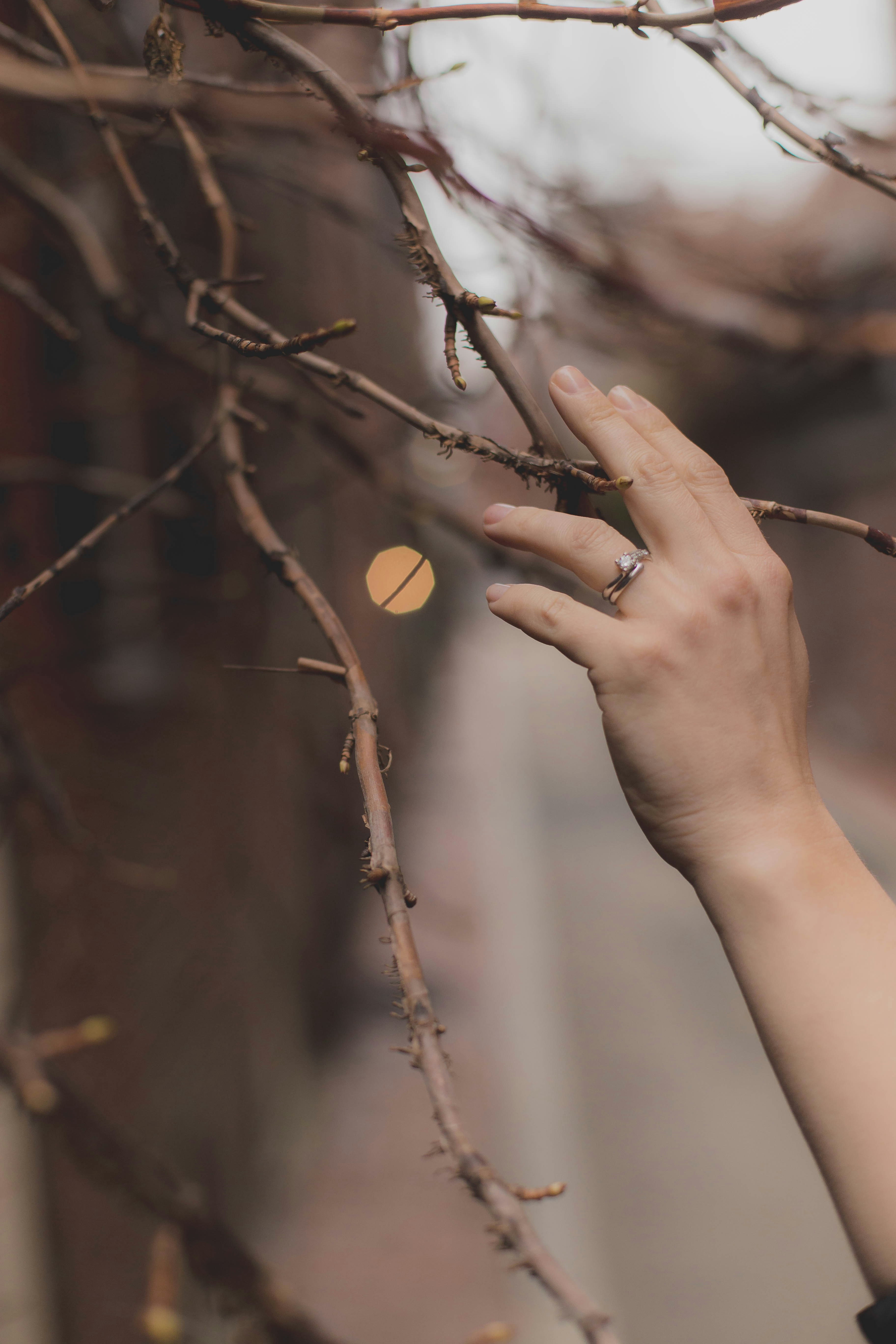 person holding brown leaf during daytime